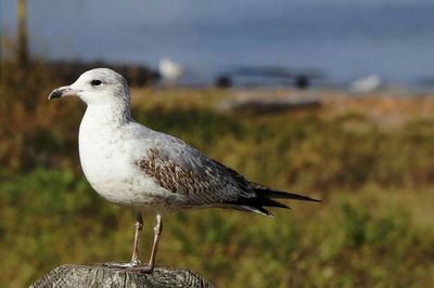 Close-up of seagull