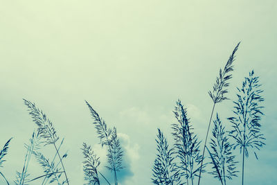 Low angle view of stalks against sky