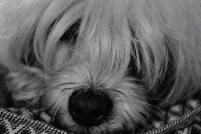 Close-up of dog lying down