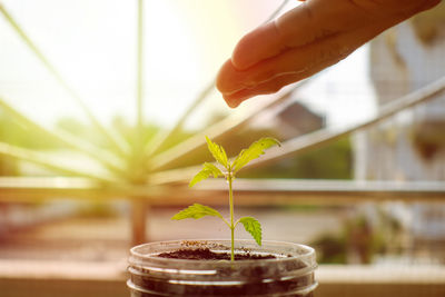 Close-up of hand holding potted plant