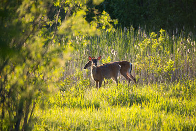 Young white-tailed deers standing in wooded area during a golden hour morning