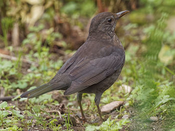 Close-up of bird perching on a field