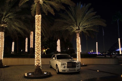 Illuminated palm trees at night