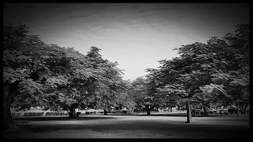 Trees against sky