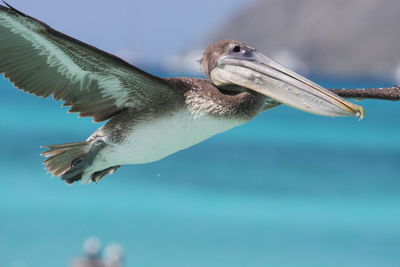 Close-up of pelican flying over sea