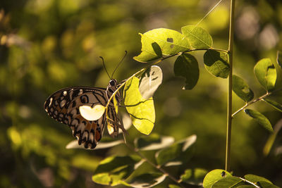 Close-up of butterfly on leaves