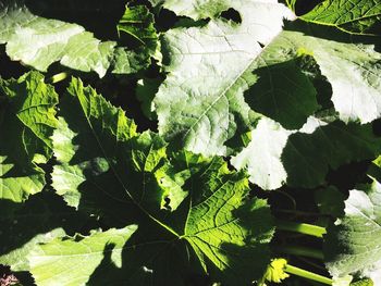 Close-up of fresh green plant