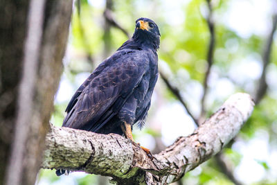 Close-up of bird perching on tree