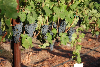 Close-up of grapes in vineyard