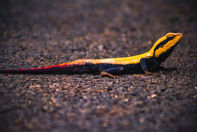 Close-up of lizard on the road