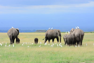 Sheep grazing on grassy field