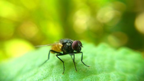 Close-up of insect on leaf