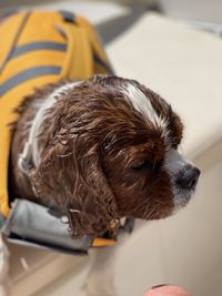 Close- of a wet dog on a boat 