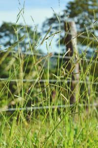 Close-up of bamboo on field