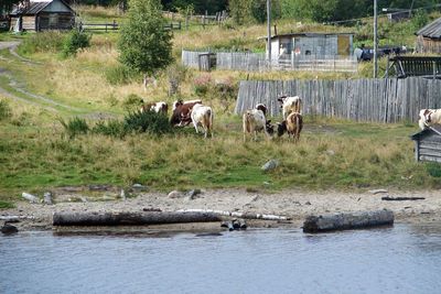 Horses on grass