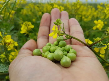 Close-up of hand holding green plant