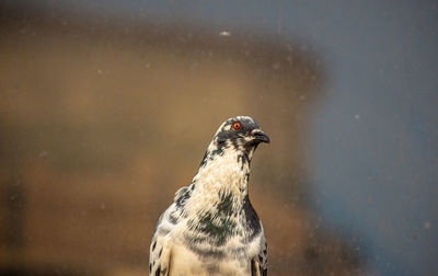 Close-up of a bird