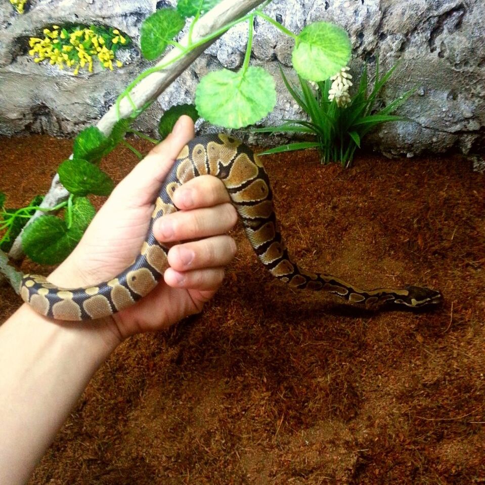 Snake ♥