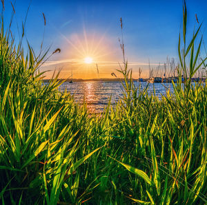 Plants growing by sea against sky during sunset