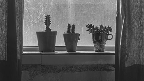 Close-up of potted plant on window sill