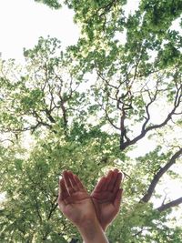 Low angle view of person holding tree