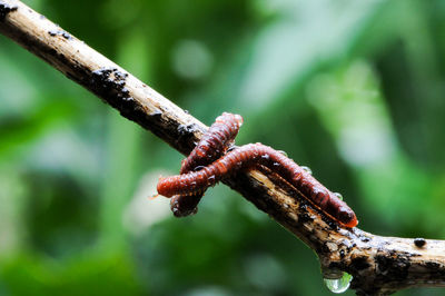 Close-up of insect on plant