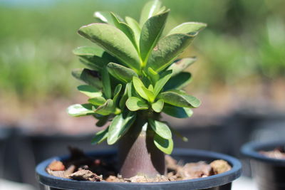 Close-up of potted plant in yard