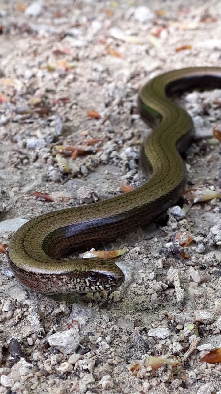 HIGH ANGLE VIEW OF A LIZARD ON GROUND