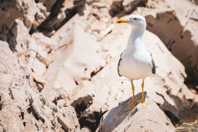 Close-up of seagull perching on rock