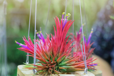 Close-up of pink flowering plant