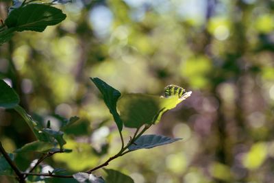 Close-up of butterfly on leaves