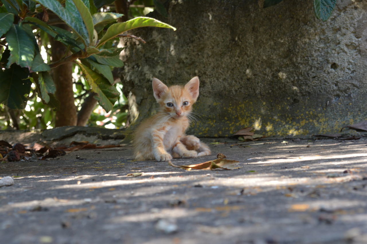 PORTRAIT OF CAT SITTING ON STONE