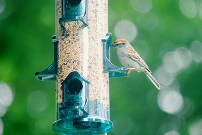 Bird perching on a feeder