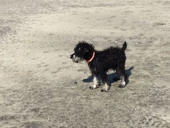 Black puppy on sand at beach