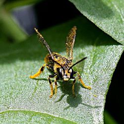 Close-up of insect