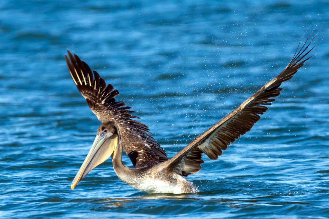 CLOSE-UP OF BIRD FLYING BY SEA