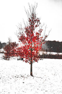 Tree on snow covered field against clear sky