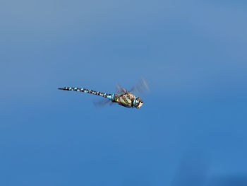 Dragonfly flying over a river, spain