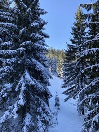 Snow covered pine trees in forest against sky