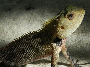 Close-up of lizard on white surface