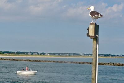 Seagull perching on a boat in sea against sky