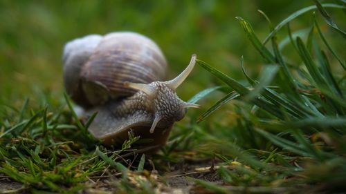 Close-up of snail on field