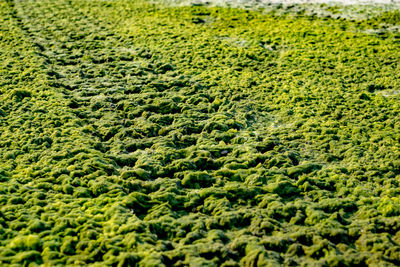 Off road car tyre track on sandy beach with algae