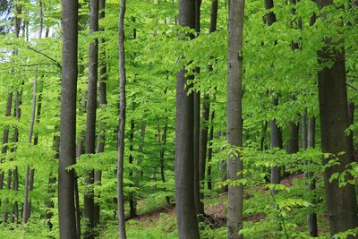 Trees in forest