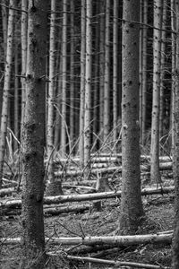 Close-up of bamboo trees in the forest