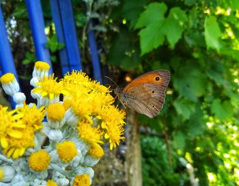 Close-up of butterfly pollinating on yellow flower