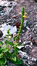 High angle view of plants growing on land