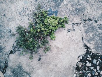 Plant growing on rocks