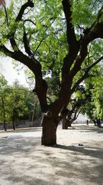 Close-up of tree in park