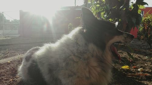 Sun shining through dog